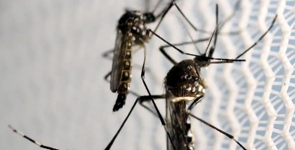 Brasil e Angola discutem estratégias contra epidemias causadas por mosquitos