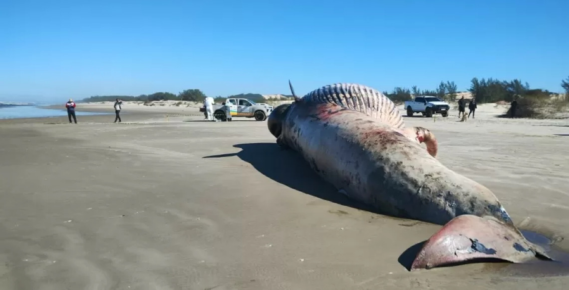 Segunda baleia é encontrada morta em cidade de SC em menos de 48 horas