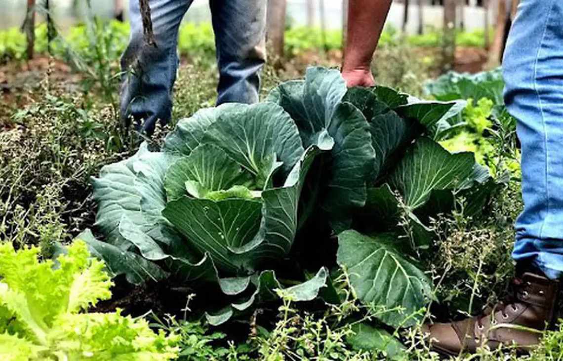 Municípios já podem manifestar interesse em executar Programa de Aquisição de Alimentos em 2026 