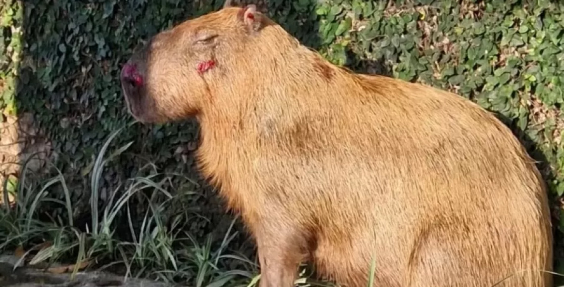 Capivara espancada no Rio de Janeiro é devolvida à natureza após tratamento