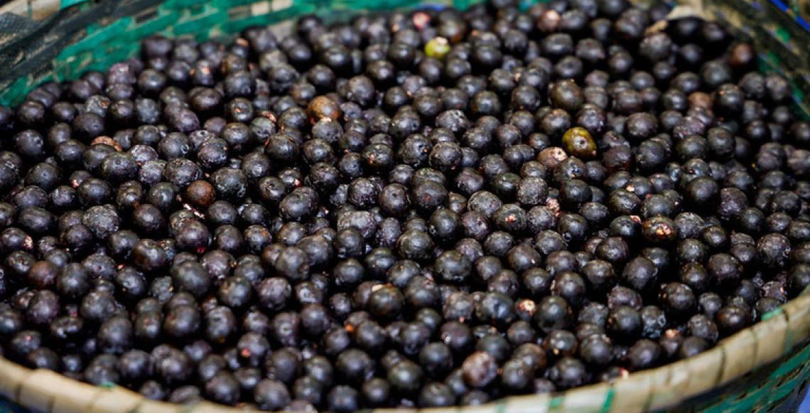 Cooperativa que produz açaí no Amapá fecha contrato de cinco anos com gigante chinesa