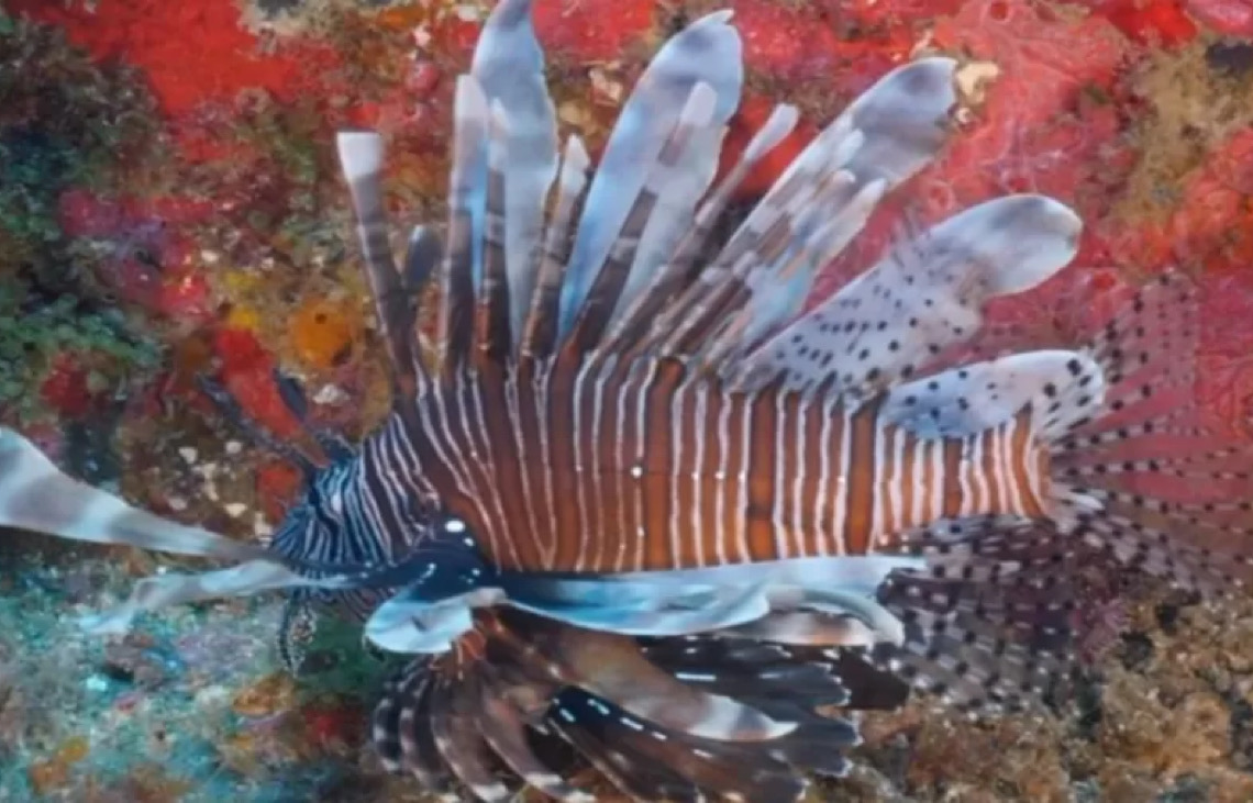 Peixe venenoso avança no litoral nordestino e ameaça a biodiversidade