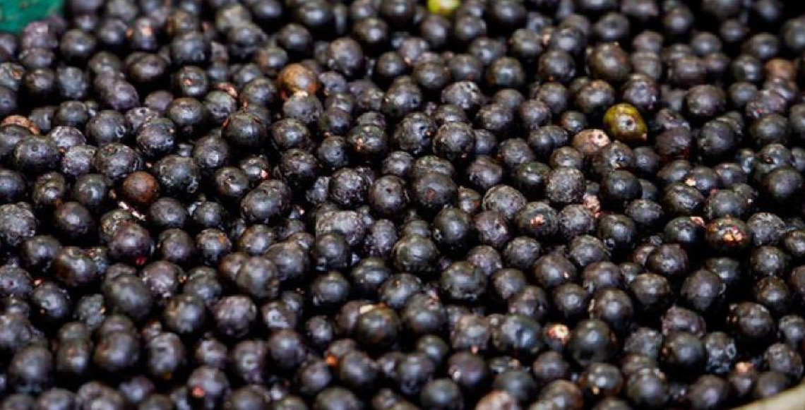 Cooperativa que produz açaí no Amapá fecha contrato de cinco anos com gigante chinesa