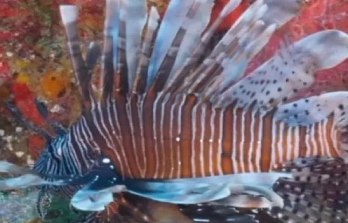 Peixe venenoso avança no litoral nordestino e ameaça a biodiversidade