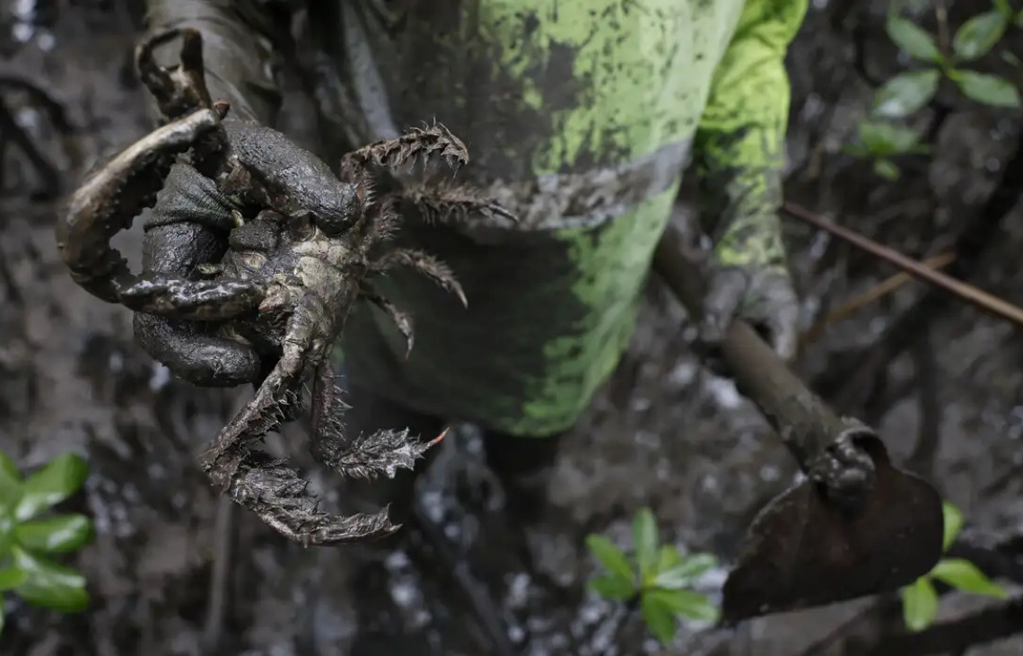 Pesquisadores identificam presença de mercúrio e chumbo em caranguejos, no litoral do Paraná