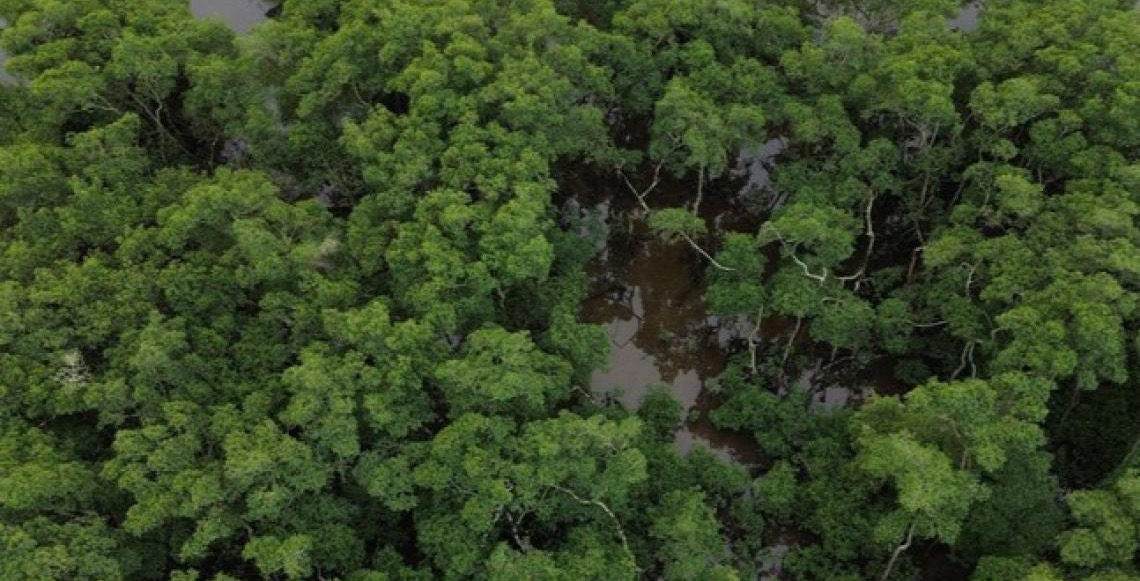 Pesquisa mostra queda de 60% do desmatamento na Mata Atlântica na comparação com 2021