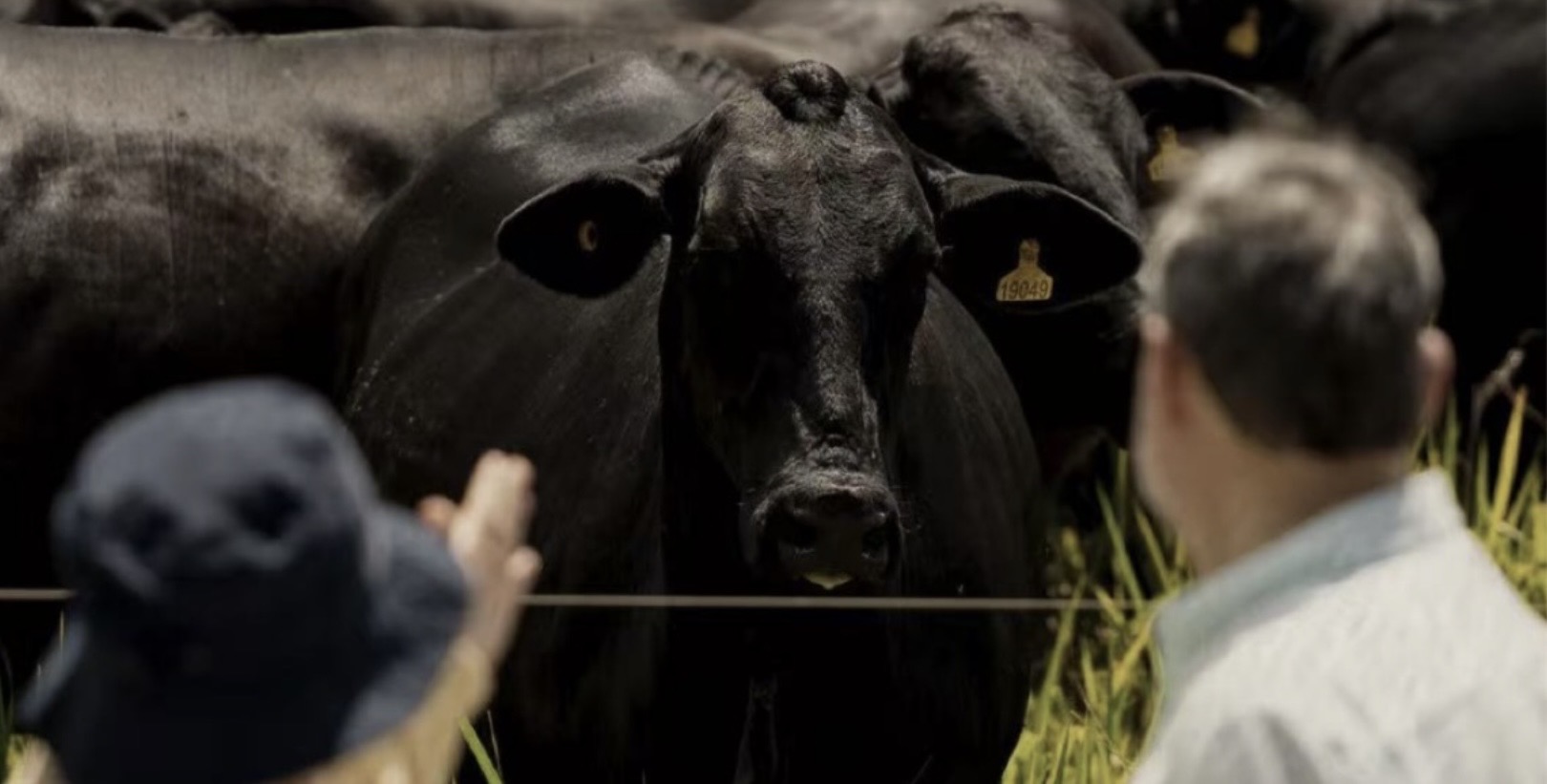 Da soja à carne bovina brasileira livre de desmatamento, sustentabilidade se torna novo padrão de consumo na China