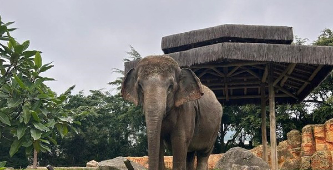 Justiça ordena que elefanta Baby seja transferida do Beto Carrero World para santuário em Mato Grosso