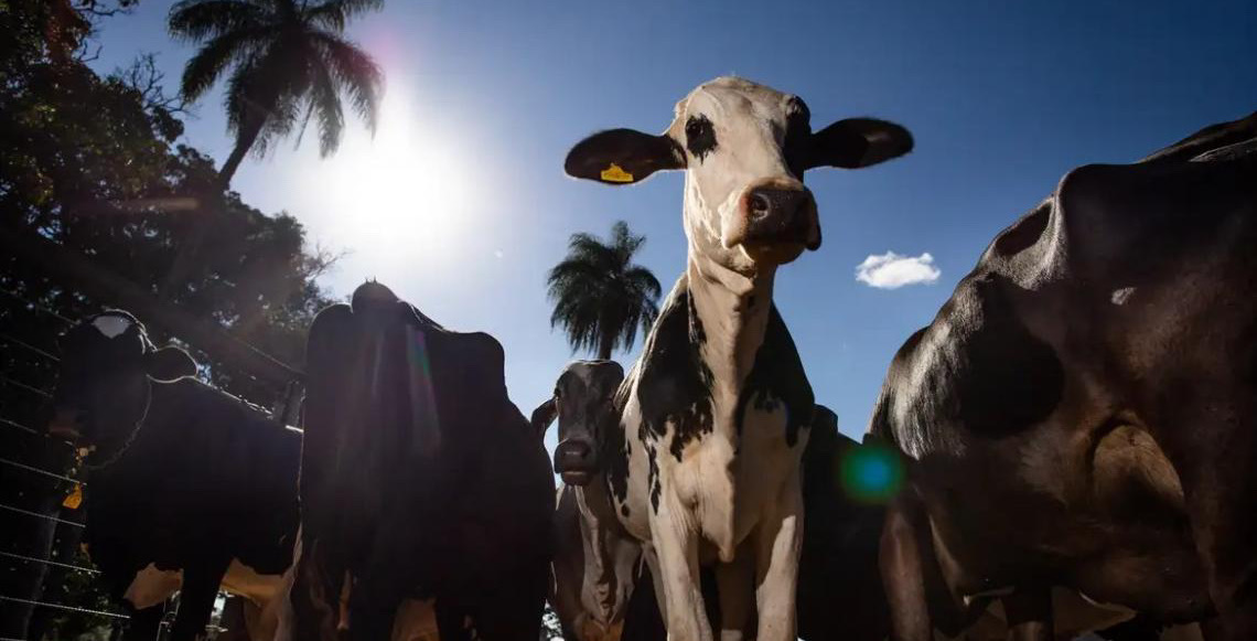 União Europeia oficializa veto à carne brasileira,  além de mel, tripas e peixe, a partir de setembro