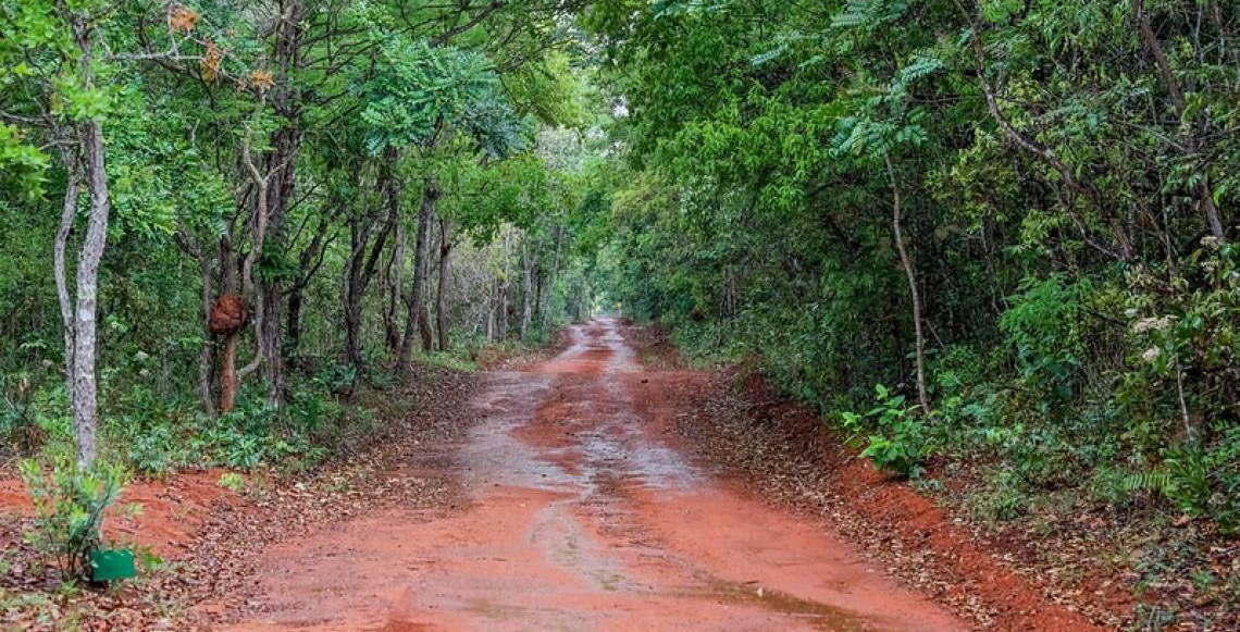 Distrito Federal investe R$ 16,8 milhões em ações ambientais durante o mês do Meio Ambiente