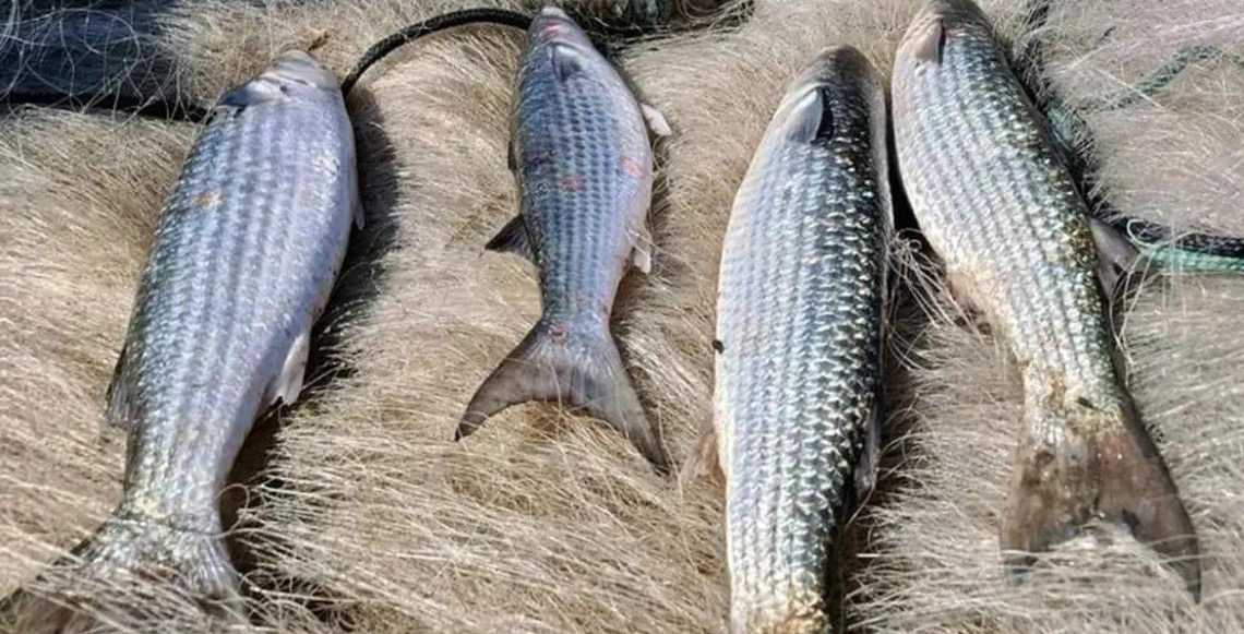 Pesca de tainha na modalidade arrasto de praia está suspensa após Brasil atingir limite de 90% da cota