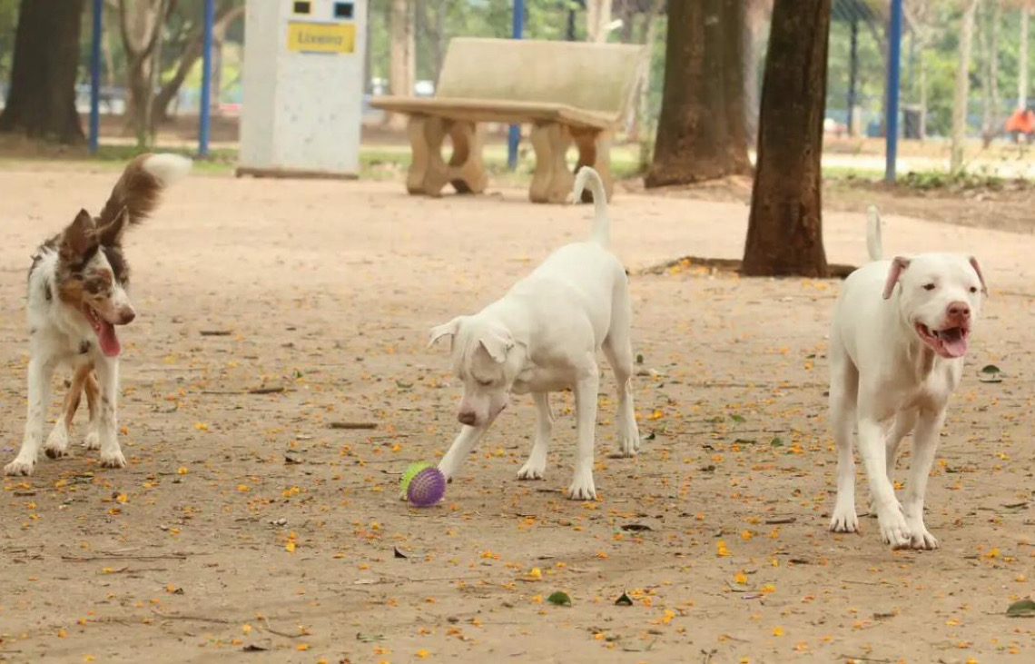 Artigo 282 do Código Penal: Lei torna crime exercício ilegal da medicina veterinária no Brasil
