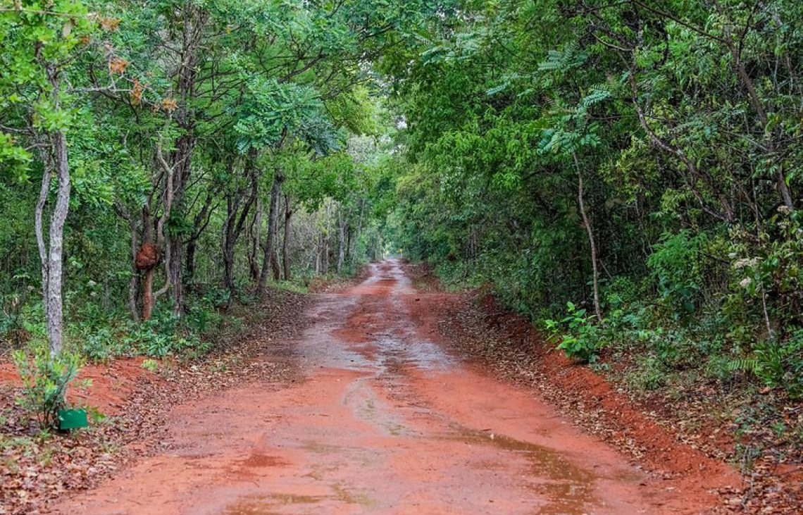 Distrito Federal investe R$ 16,8 milhões em ações ambientais durante o mês do Meio Ambiente