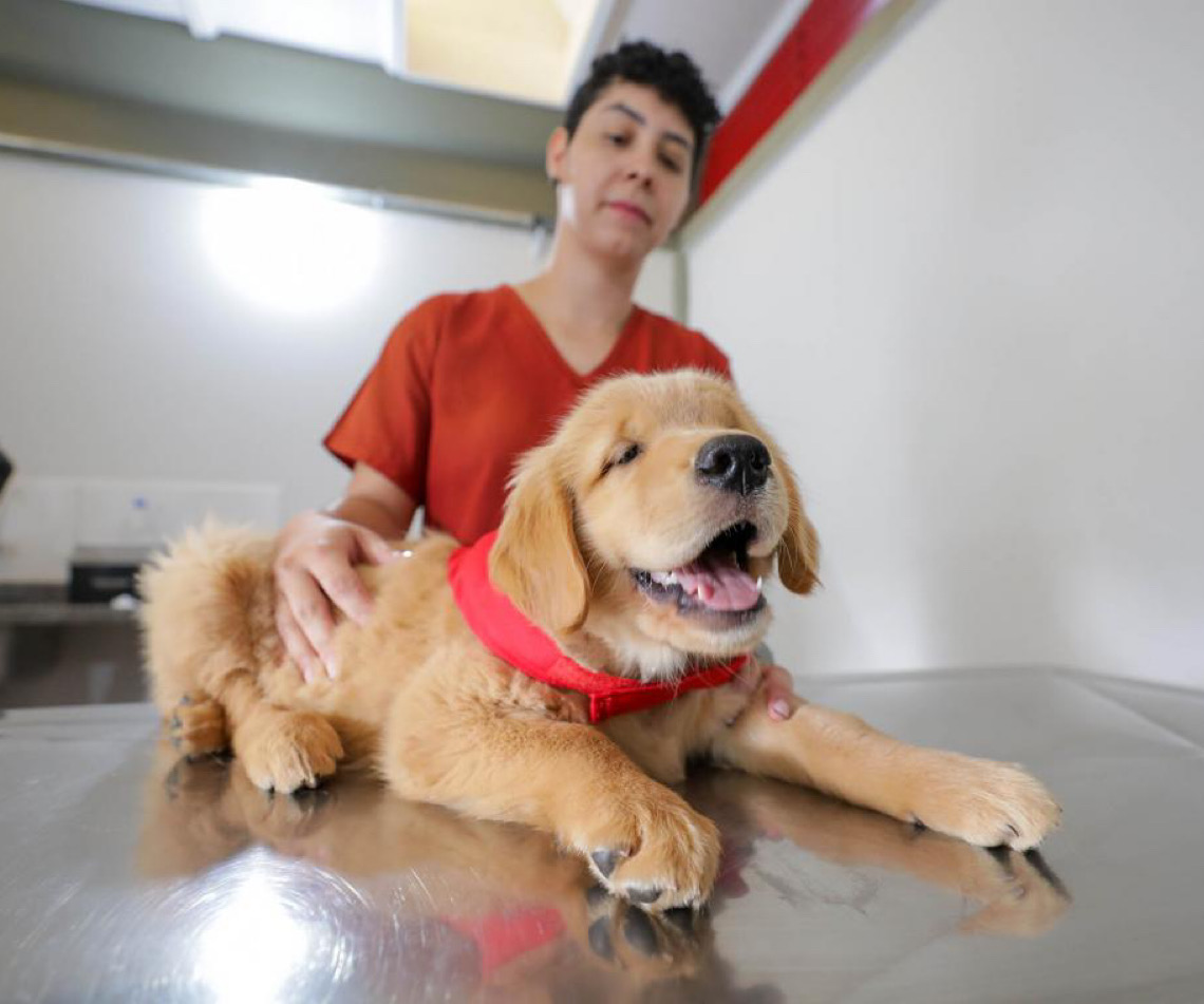 Projeto treina cães-guia para promover autonomia a deficientes visuais