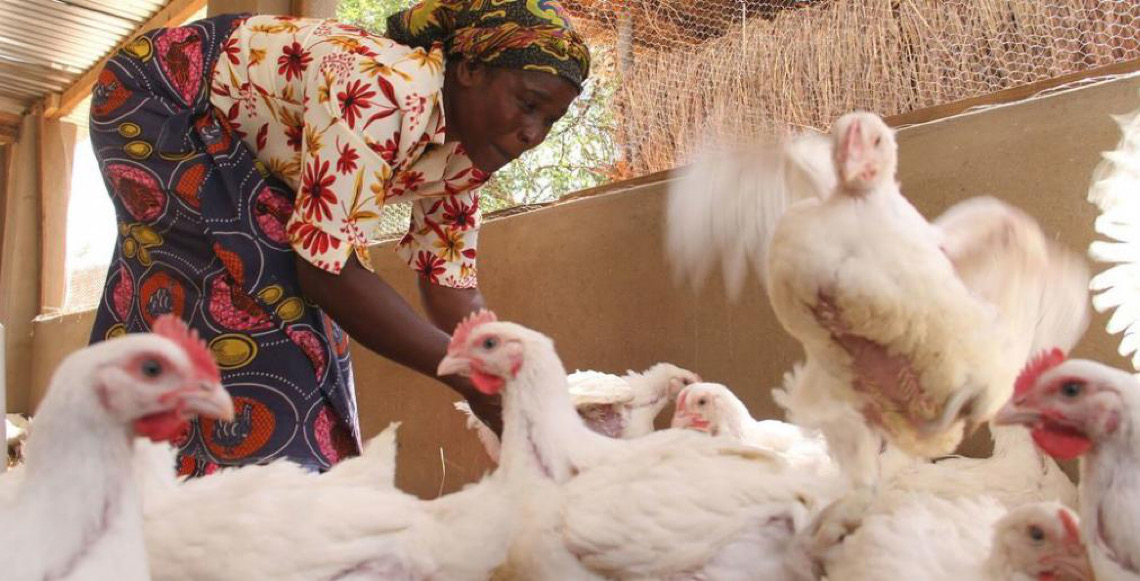 Produção mundial de alimentos de origem animal dispara em seis décadas, diz FAO