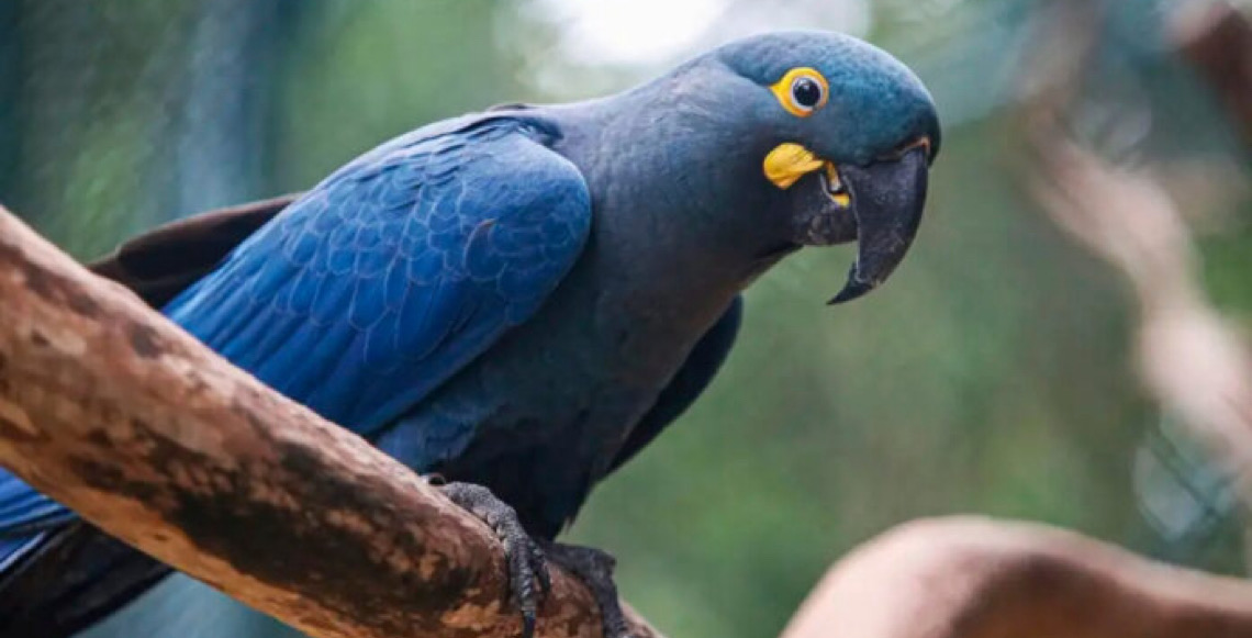 Adaptação lenta da rede elétrica na Bahia ameaça arara-azul-de-lear, diz projeto de conservação