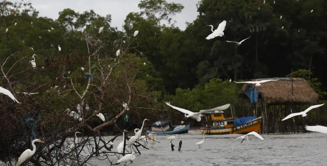 Desmatamento na Amazônia Legal cai 61,4% em maio deste ano