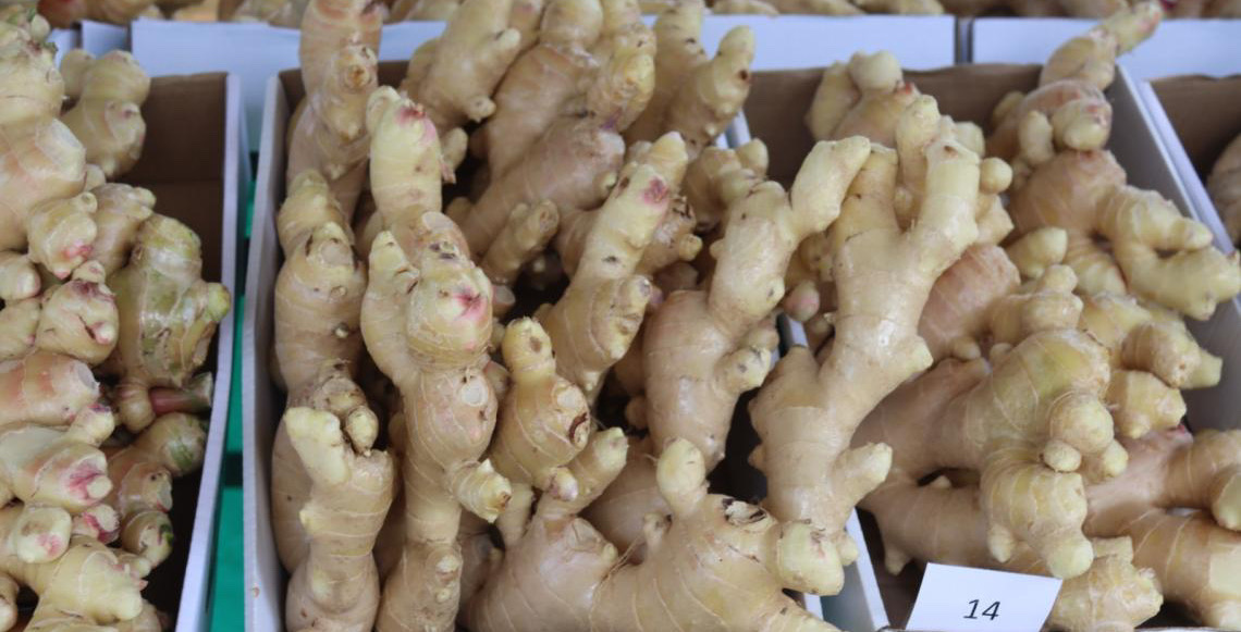 Gengibre ganha data oficial no DF e reforça protagonismo de produtores da raiz