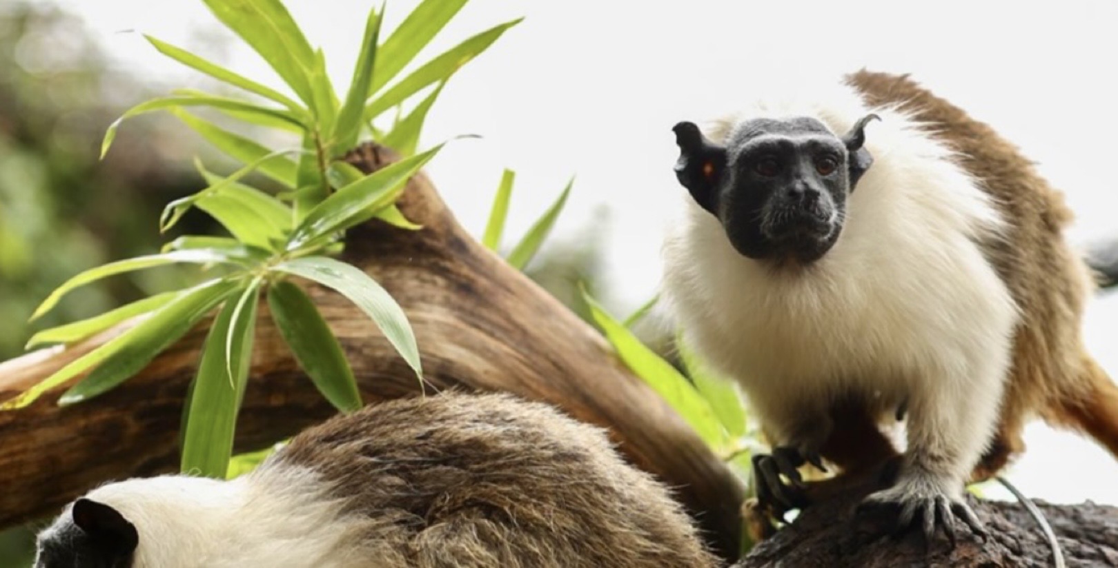 Casais do Zoológico de Brasília ajudam a fortalecer conservação de espécies ameaçadas
