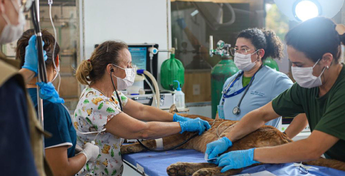 Zoo de Brasília divulga resultado preliminar de chamamento para serviços médico-veterinários