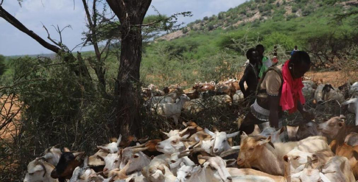 FAO  alerta para riscos crescentes de doenças animais transfronteiriças