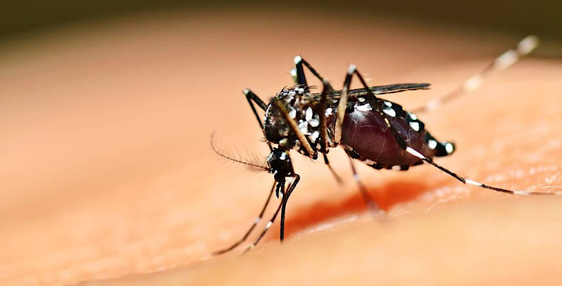 Dengue e chikungunya: Saiba diferenciar os sintomas, doençãs são transmitidas pelo Aedes aegypti