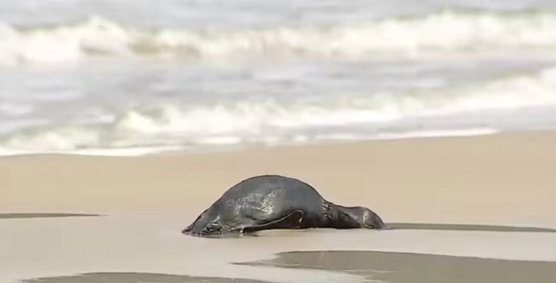 Em dois meses, 796 pinguins são encontrados mortos nas praias de Florianópolis