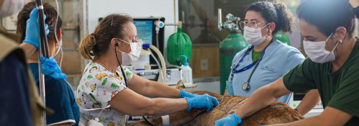 Zoo de Brasília divulga resultado preliminar de chamamento para serviços médico-veterinários