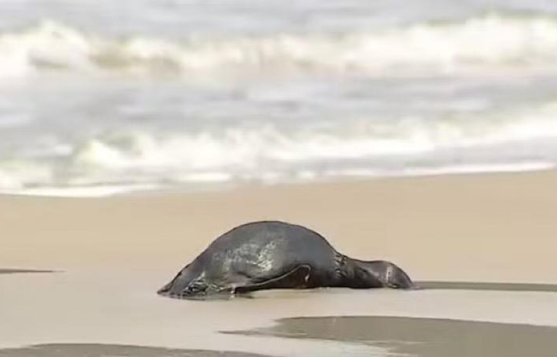 Em dois meses, 796 pinguins são encontrados mortos nas praias de Florianópolis