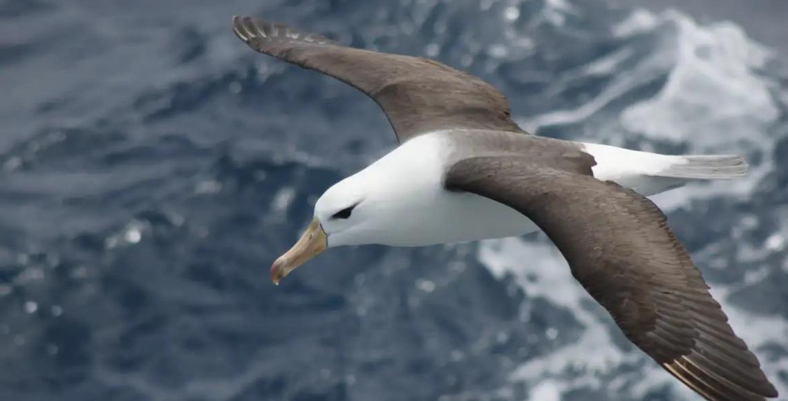 No  Dia Mundial do Albatroz; reduzir morte de albatrozes implica mudanças na pesca em alto-mar