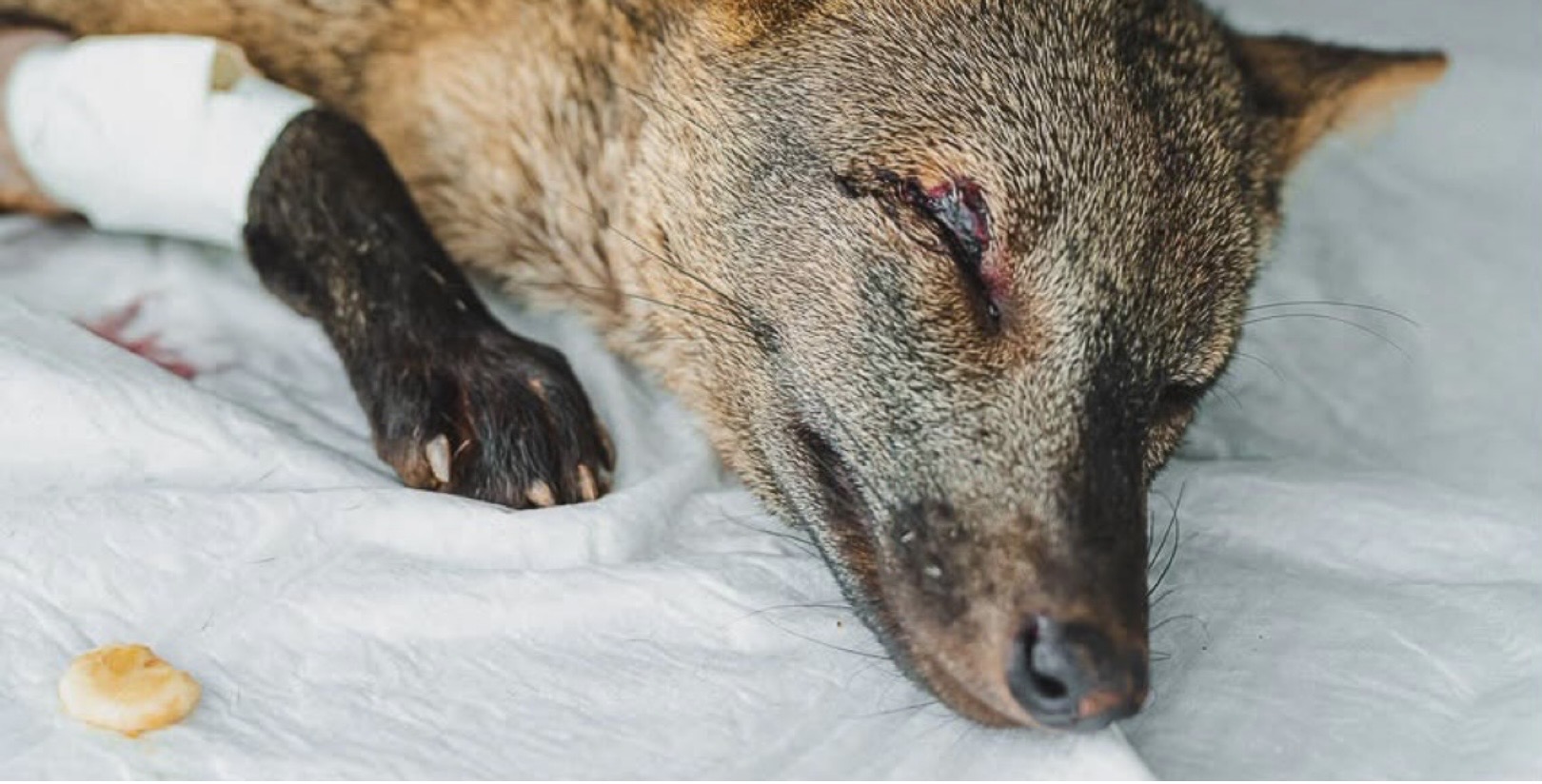 Distrito Federal é referência nacional no tratamento e reabilitação de animais silvestres