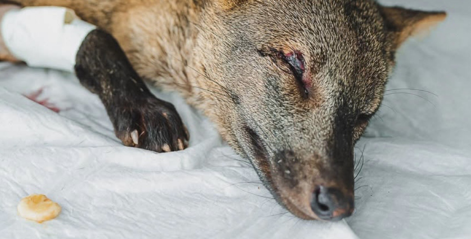 Distrito Federal é referência nacional no tratamento e reabilitação de animais silvestres