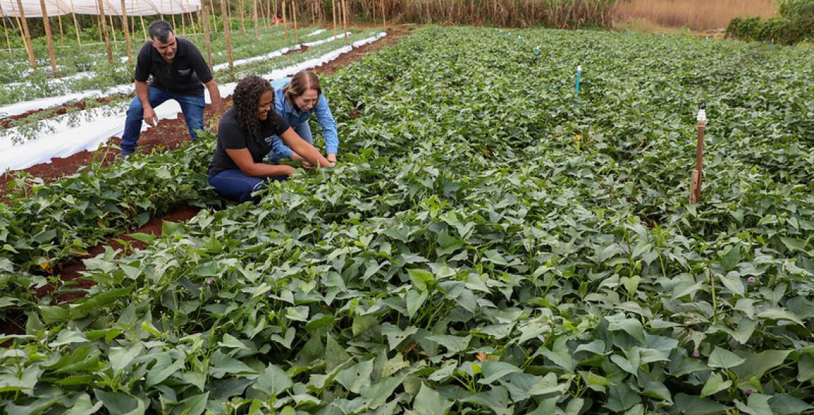 Do campo para a mesa: DF soma mais de 1,2 mil projetos e R$ 67 milhões em crédito rural desde 2019