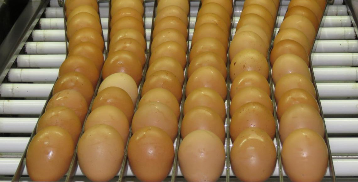 Consumo de ovos deve crescer 6% no Brasil e chegar a 307 por pessoa em 2026