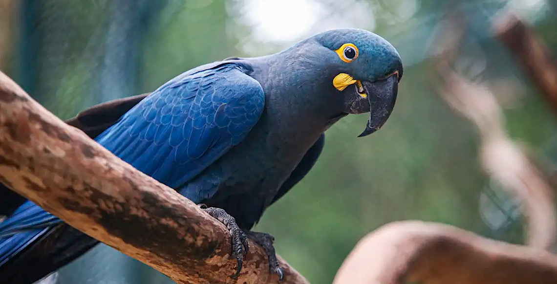 Lista de fauna ameaçada tem 180 animais incluídos e 150 retirados 