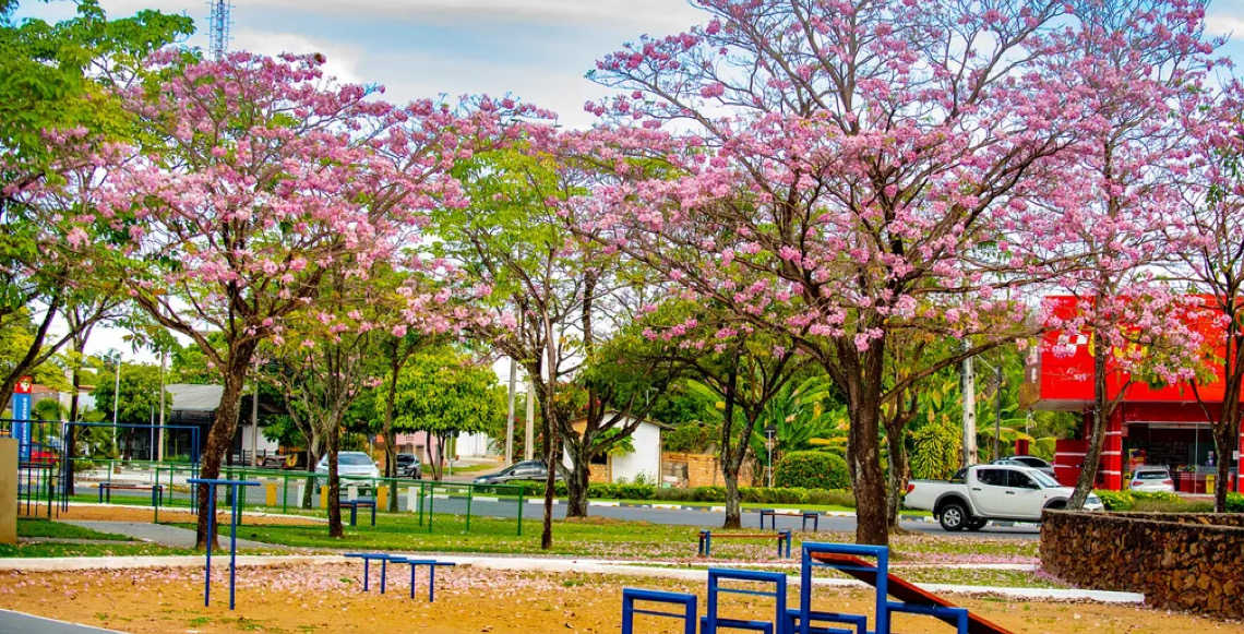 Florada dos ipês-roxos perde intensidade com mudança no regime de chuvas