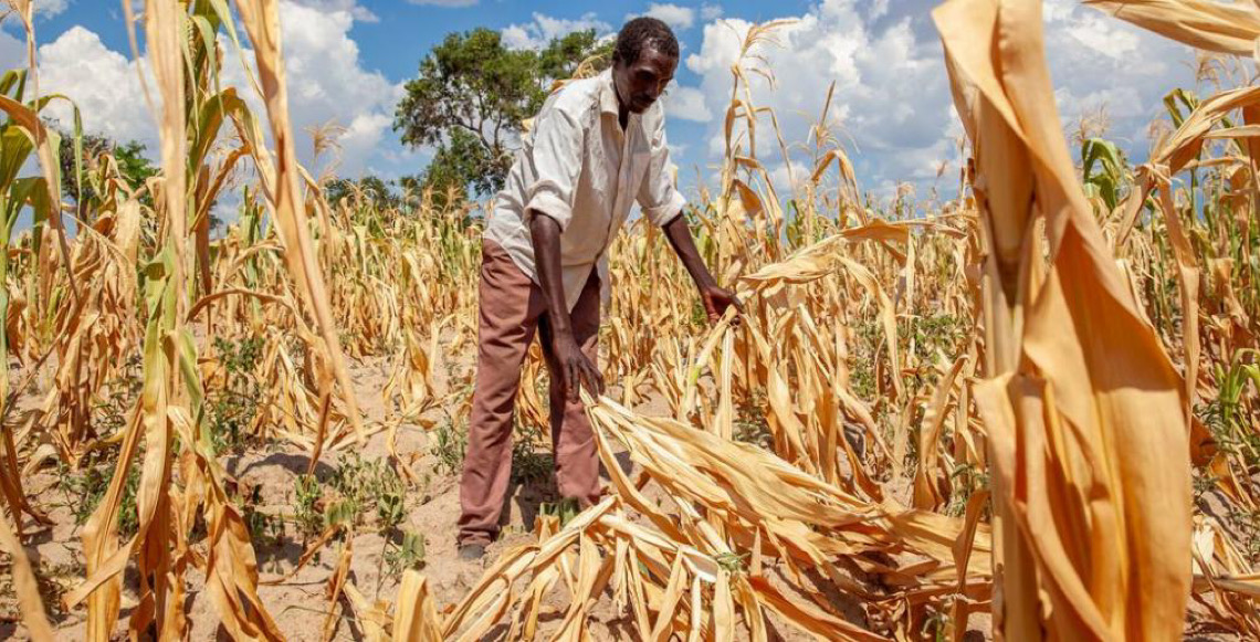 Nova fase do fenômeno climático global El Niño ameaça a produção agrícola mundial, alerta a FAO