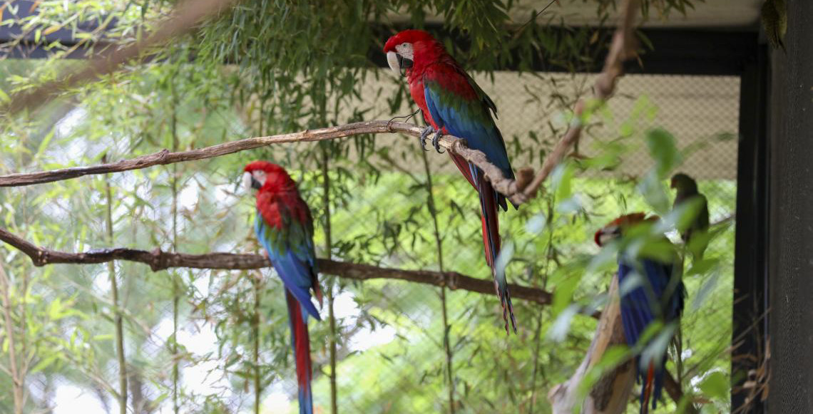 Aviário de imersão do Zoológico de Brasília é fechado temporariamente para bem-estar de araras em período reprodutivo