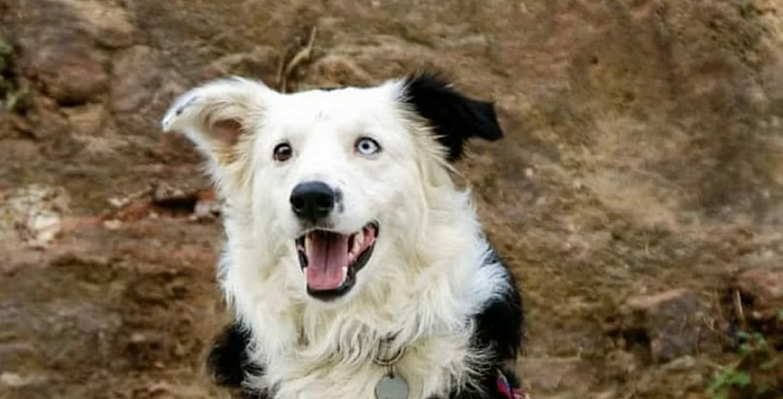 Cão resgatado de maus-tratos vira herói após salvar 12 pessoas em terremoto na Venezuela