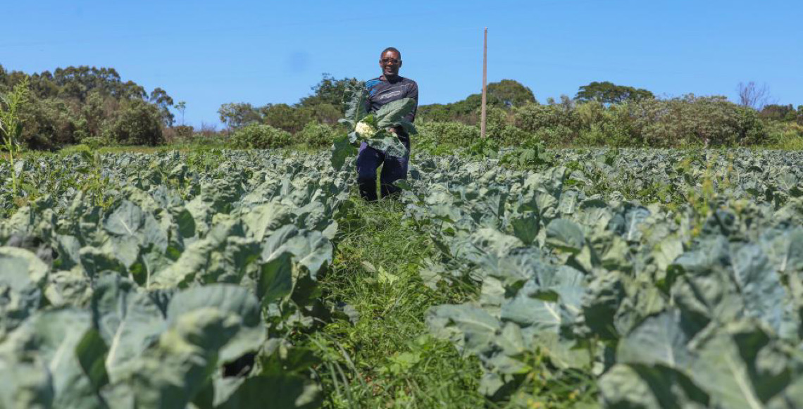 Agropecuária do DF mantém patamar histórico e movimenta R$ 5,8 bilhões em 2025