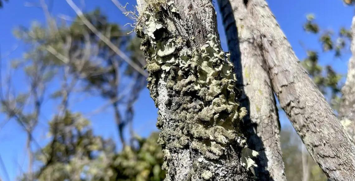Reserva Ecológica do IBGE no Distrito Federal passa a ter gestão apoiada pelo ICMBio