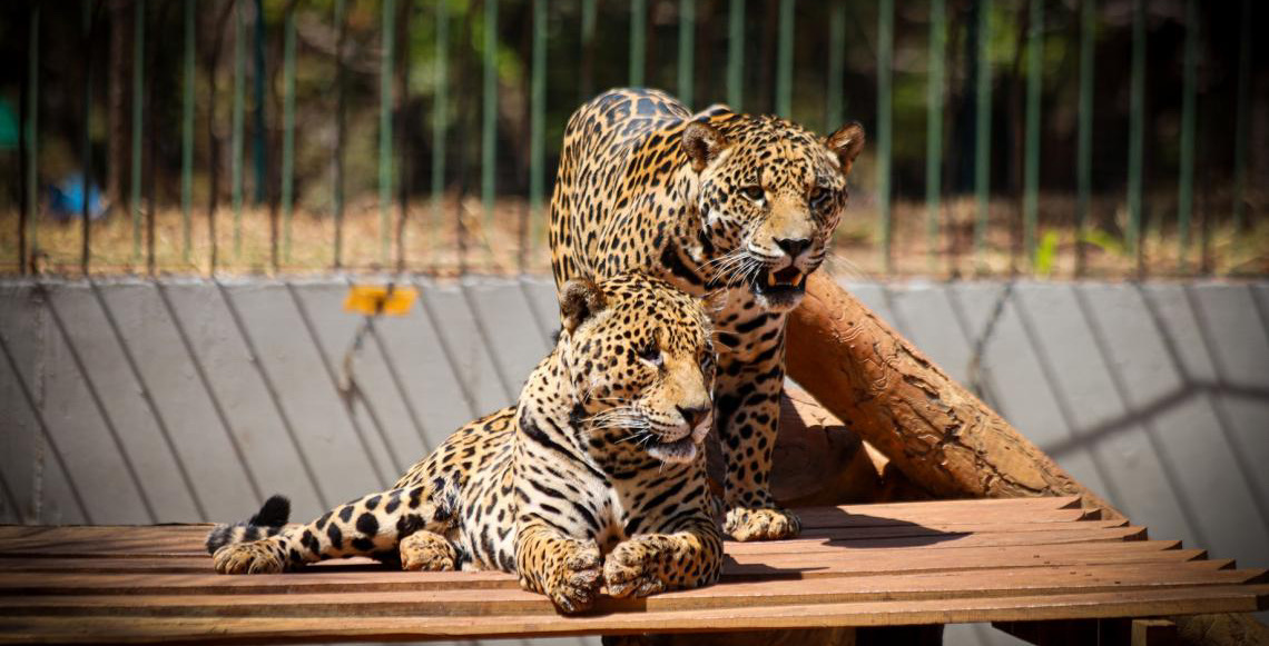 Zoológico de Brasília terá entrada até as 14h em jogo do Brasil pela Copa do Mundo