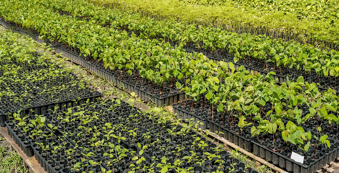 Casal produz espécies nativas da Amazônia e impulsiona reflorestamento 