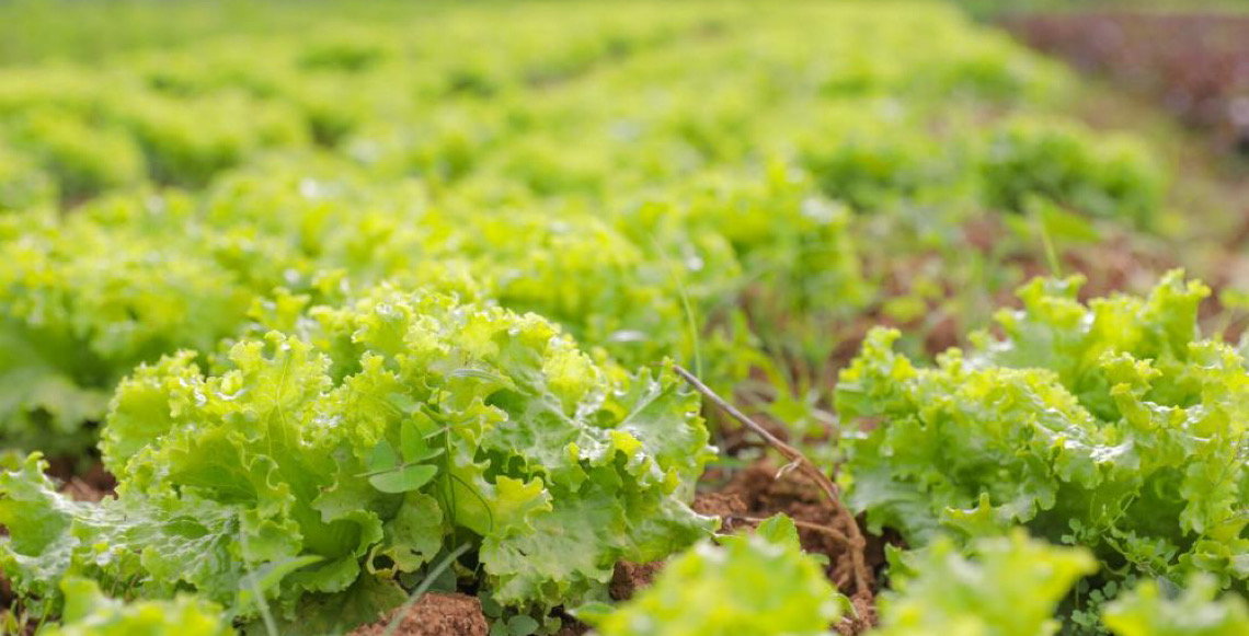 Aberta chamada pública para compra de alimentos da agricultura familiar
