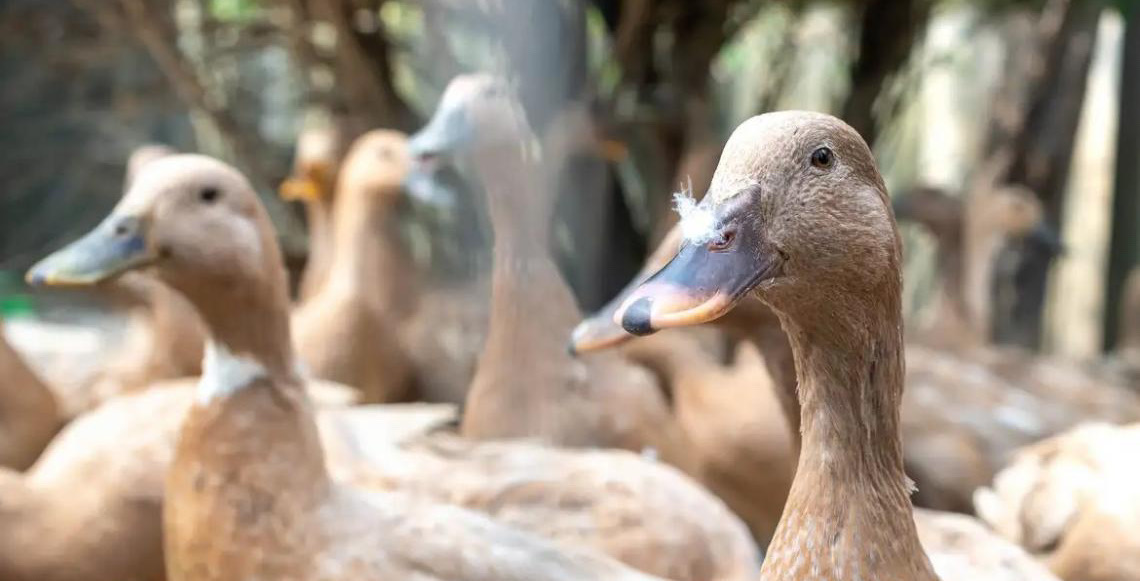 Entidades defendem projeto que proíbe alimentação forçada de animais