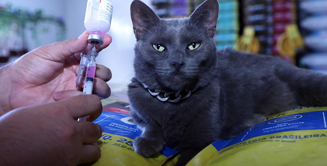 Raiva animal e leishmaniose: saiba como prevenir e agir em casos confirmados de doenças