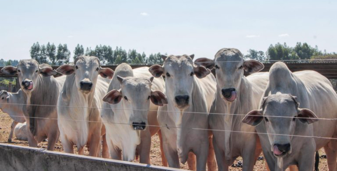 Mauritânia abre mercado para embrião, ovócitos e sêmen bovino originários do Brasil