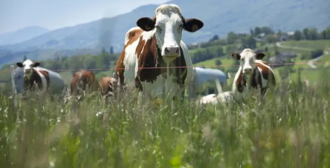 Nem todo desconforto com leite é intolerância à lactose