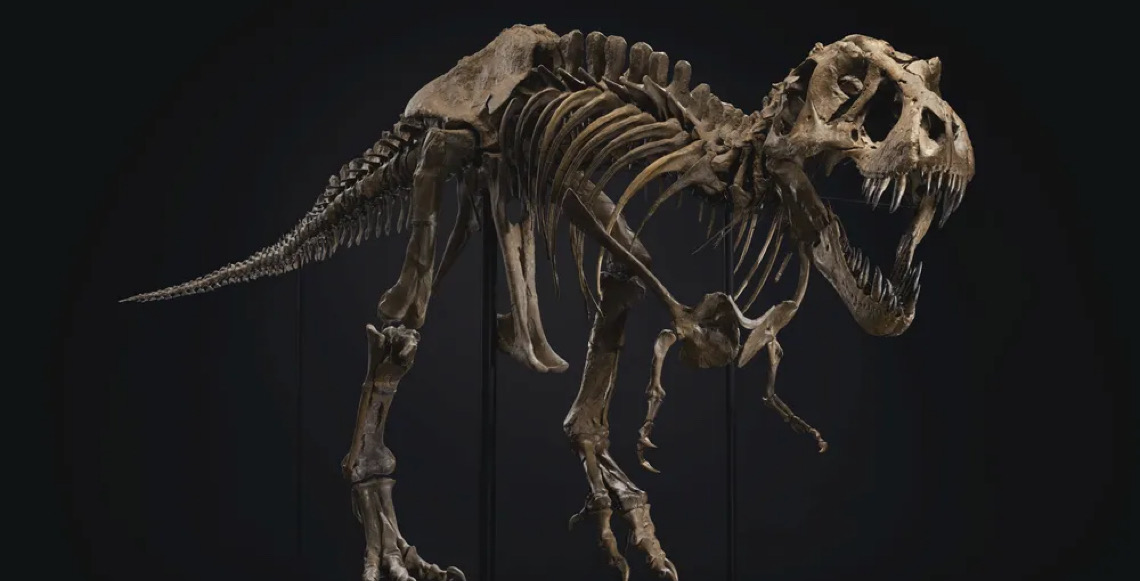 Sotheby's vende fóssil de Tyrannosaurus rex por R$ 256,5 milhões