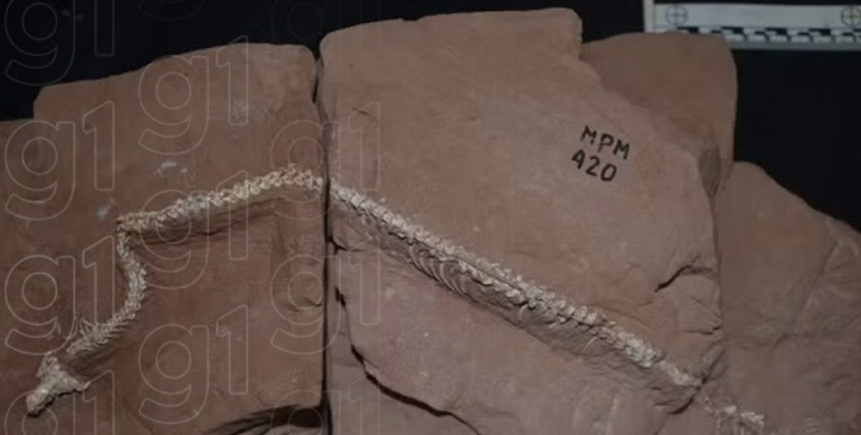 Serpente ancestral do Brasil se especializou em viver no subsolo